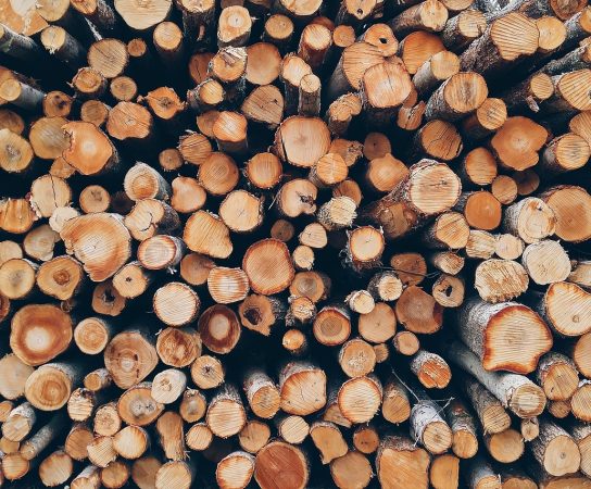 Découvrir l&rsquo;essence de bois : un voyage dans l&rsquo;univers des matériaux naturels